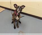 Small Boxer