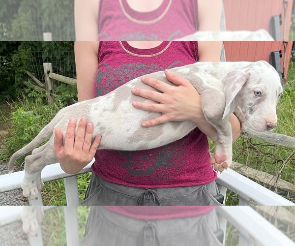 Medium Photo #87 Great Dane Puppy For Sale in SPRAGGS, PA, USA