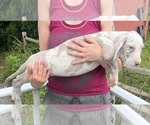 Small Photo #87 Great Dane Puppy For Sale in SPRAGGS, PA, USA
