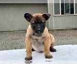 Puppy Puppy 5 Belgian Malinois