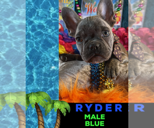 French Bulldog Puppy for sale in HEATHROW, FL, USA