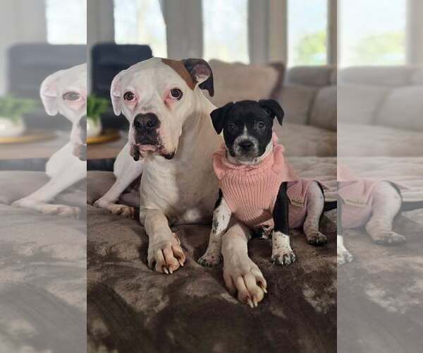 Medium Photo #3 Mutt Puppy For Sale in Holly Springs, NC, USA