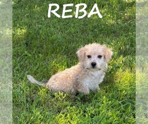 Snorkie Puppy for sale in HARTLAND, MN, USA