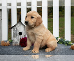 Small Photo #10 Golden Retriever Puppy For Sale in HOLMESVILLE, OH, USA