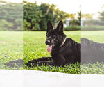 Small #1 German Shepherd Dog