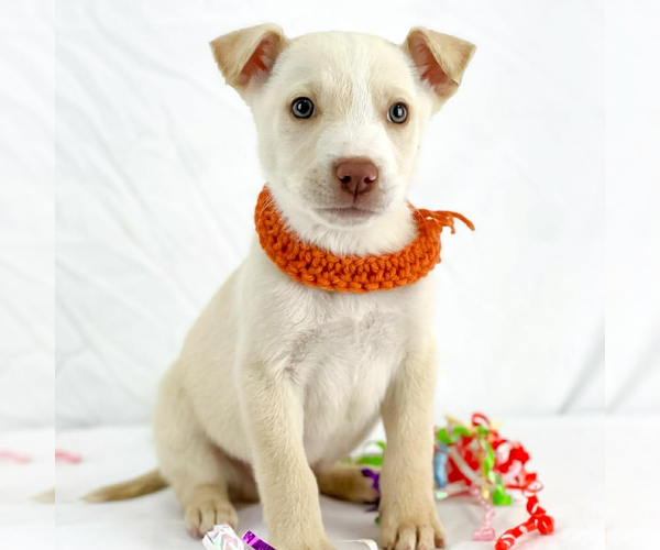 Medium Photo #1 Mutt Puppy For Sale in Woodbury, NY, USA