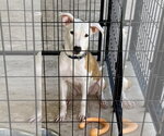 Small #3 Greyhound