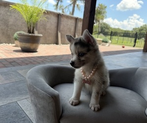 Pomsky Puppy for sale in WEBSTER, FL, USA