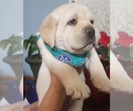 Small Photo #3 Labrador Retriever Puppy For Sale in NORTH ATTLEBORO, MA, USA