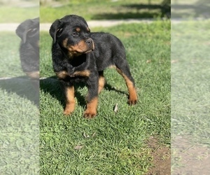 Rottweiler Puppy for sale in ELDERWOOD, CA, USA