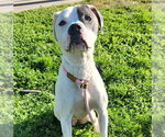Small Photo #2 Mutt Puppy For Sale in Pueblo, CO, USA