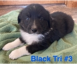 Small Australian Shepherd