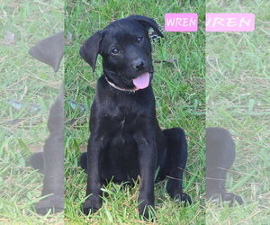 Labrador Retriever-Unknown Mix Dogs for adoption in Alexander, AR, USA