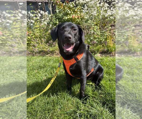 Medium Photo #3 Labrador Retriever-Unknown Mix Puppy For Sale in New York, NY, USA