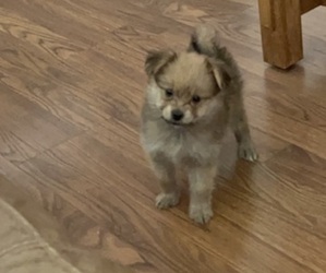 Yoranian Puppy for sale in EL PASO, TX, USA