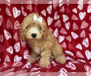 Goldendoodle (Miniature) Puppy for sale in LAKELAND, FL, USA