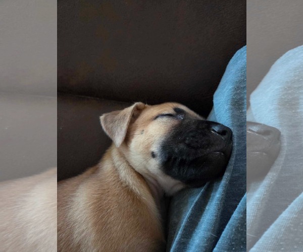 Medium Photo #5 Boxer-Rhodesian Ridgeback Mix Puppy For Sale in Holly Springs, NC, USA
