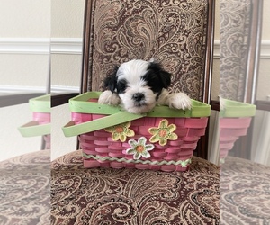 Mal-Shi Puppy for sale in PLANO, TX, USA