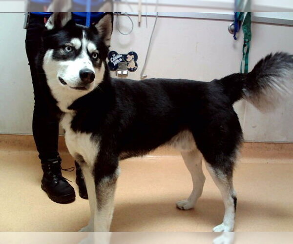 Medium Photo #1 Siberian Husky Puppy For Sale in Martinez, CA, USA