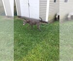 Small #1 American Pit Bull Terrier-Doberman Pinscher Mix