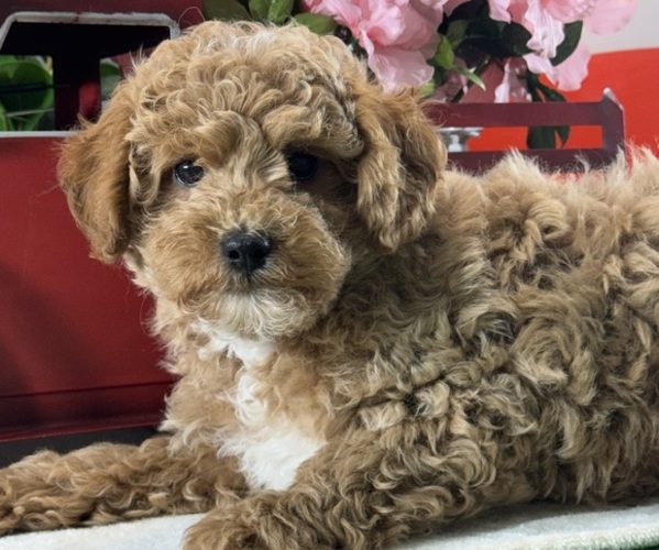 Medium Photo #1 Poodle (Toy) Puppy For Sale in CANOGA, NY, USA