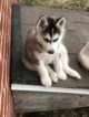 Small Photo #11 Siberian Husky Puppy For Sale in JOPLIN, MO, USA