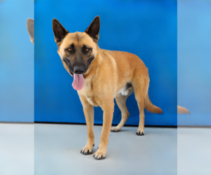 LUCKY - Female German Shepherd Dog Dog for Adoption - Photo #2