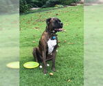 Small #7 Boxer