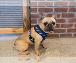 Small #4 French Bulldog