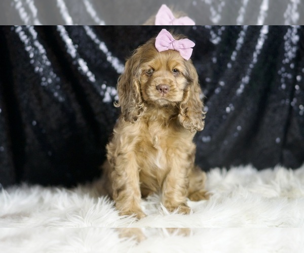 Medium Photo #31 Cocker Spaniel Puppy For Sale in WARSAW, IN, USA