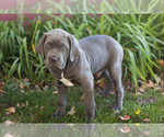 Puppy Sarge Cane Corso
