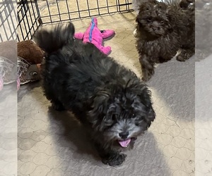 ShihPoo Puppy for Sale in GLOUCESTER, Virginia USA
