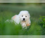 Small #5 Great Pyrenees