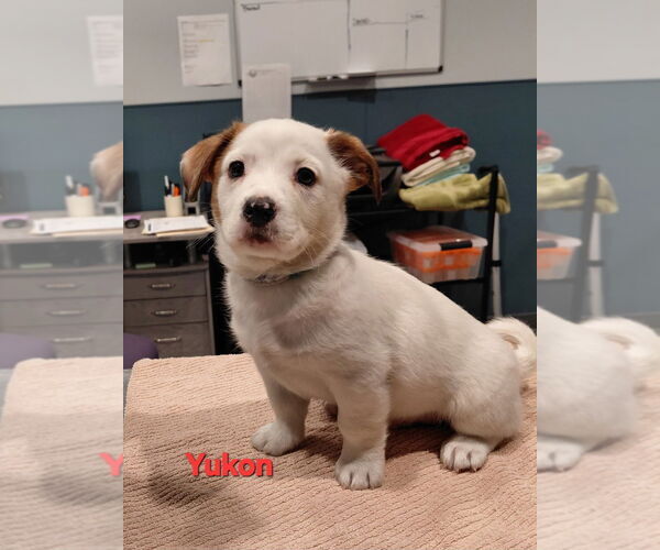 Medium Photo #1 Mutt Puppy For Sale in South Bend, IN, USA