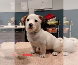 Mutt Dogs for adoption in South Bend, IN, USA