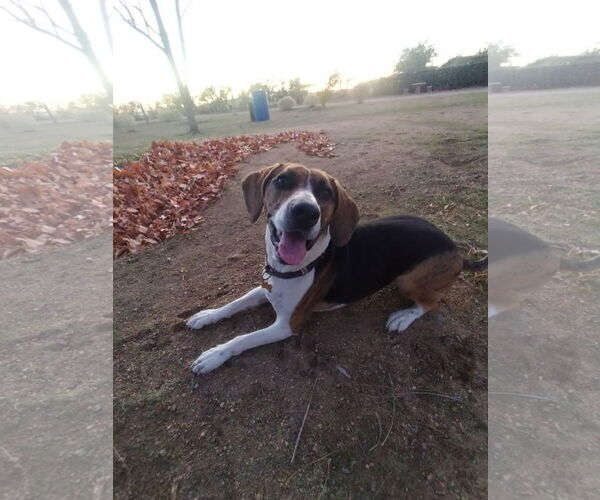 Medium Photo #3 Beagle Walker Coonhound Puppy For Sale in Apple Valley, CA, USA