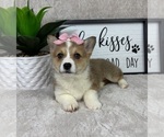 Small #4 Pembroke Welsh Corgi