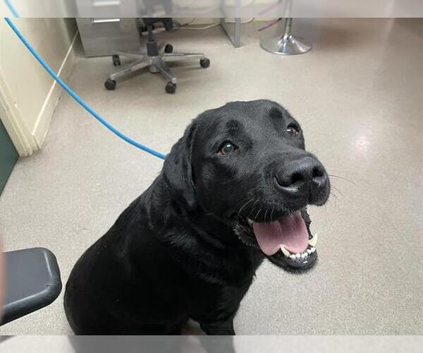 Medium Photo #1 Labrador Retriever Puppy For Sale in Pasadena, CA, USA