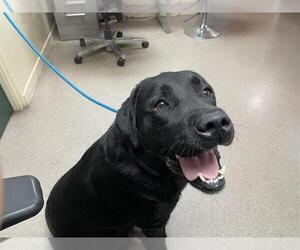 Labrador Retriever Dogs for adoption in Pasadena, CA, USA
