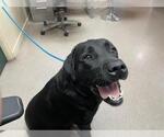 Small Labrador Retriever