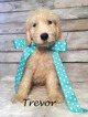Puppy 13 Goldendoodle