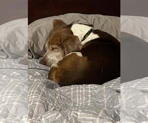 Coco Bean - Male Beagle Dog for Adoption - Photo #6