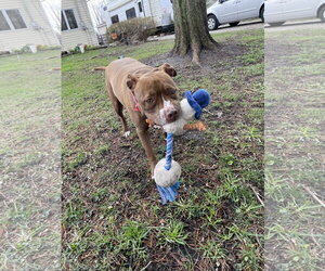 Allie - Female American Pit Bull Terrier-American Staffordshire Terrier Mix Dog for Adoption - Photo #17