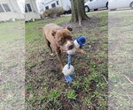 Small #18 American Pit Bull Terrier-American Staffordshire Terrier Mix