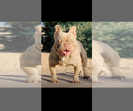 Small #2 French Bulldog