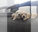 Litter of 8 - Male(s) and Female(s) Golden RetrieverLitter of Puppies for Sale - Photo #7