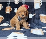 Lance - Male Cavapoo (Miniature) Puppy for Sale - Photo #2