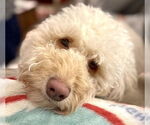 Small #1 Goldendoodle (Miniature)