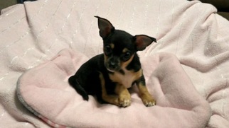 Chihuahua Puppy for sale in VENUS, TX, USA