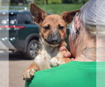 Small #3 German Shepherd Dog Mix
